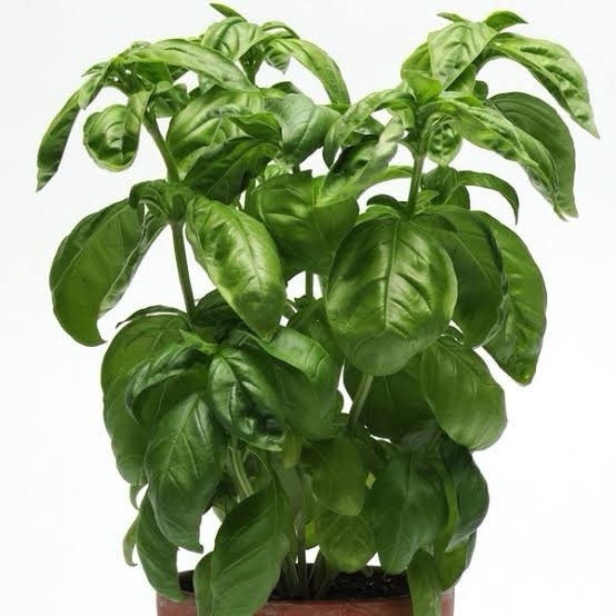 🎯Genovese Sweet Basil Seeds 100+ Italian Pesto Herb Garden Heirloom Non-GMO🇺🇸