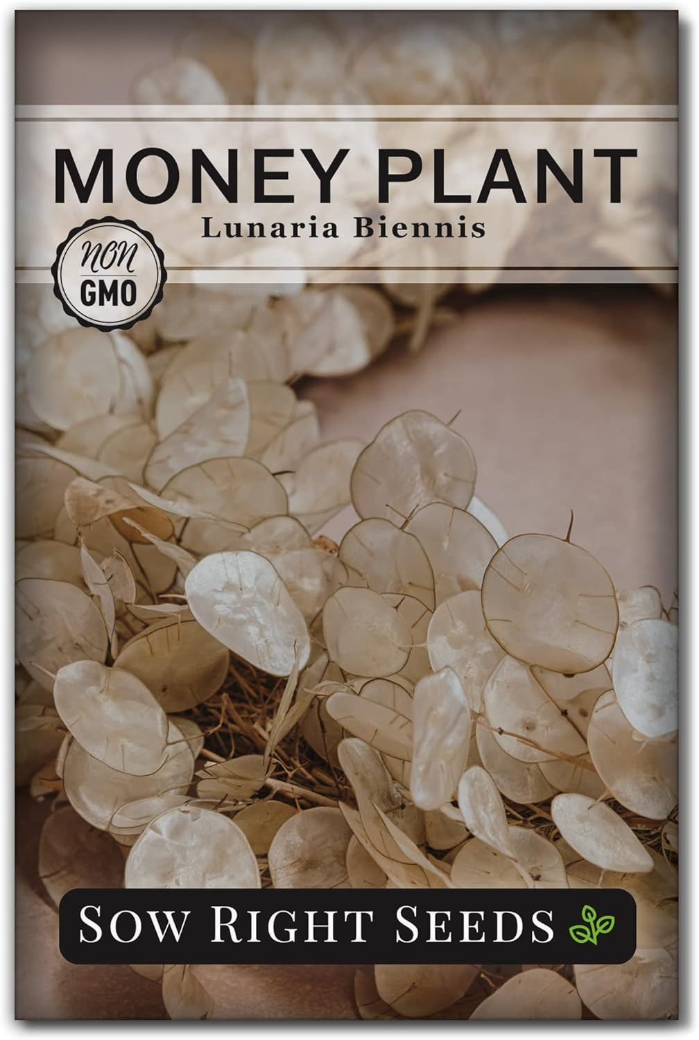 Sow Right Seeds – Money Plant Seeds – Honesty or Silver Coin Plant – Non-Gmo Hei