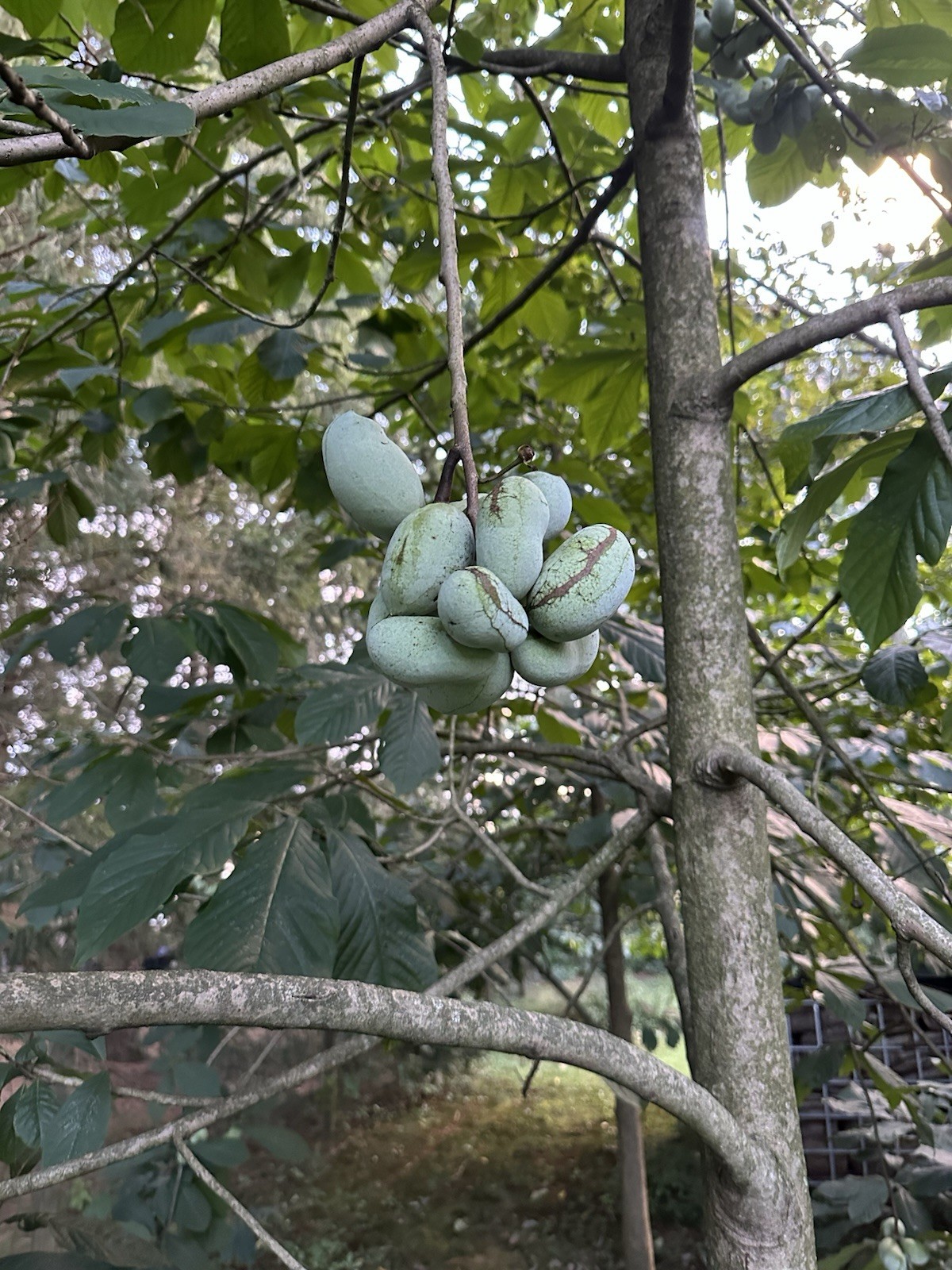 PAW PAW FRUIT TREE SEEDS 25 PLUS SEEDS Stratified With Propagation Guide