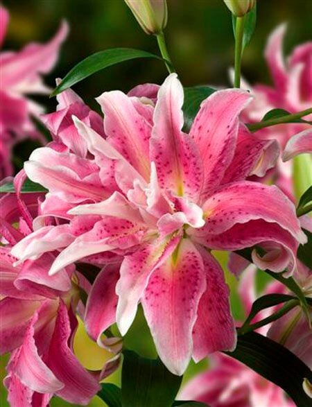 2 – DISTANT DRUM Double Oriental Lily Bulbs * Fragrant Scent * U S Seller