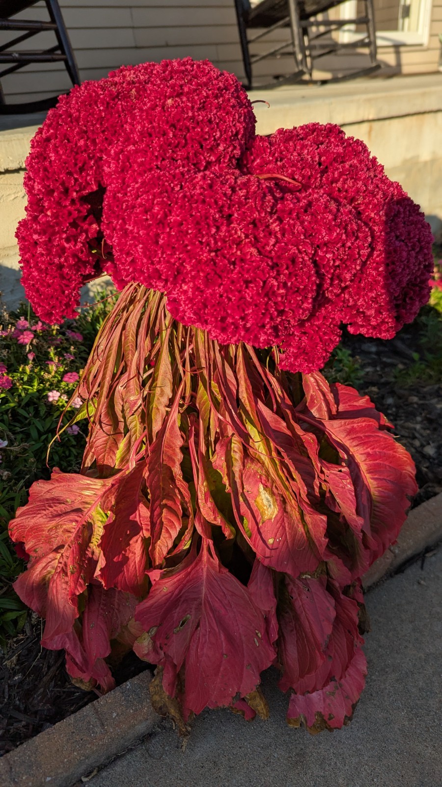 500+ Heirloom Giant Cockscomb seeds Magenta Celosia seeds Flower Seeds
