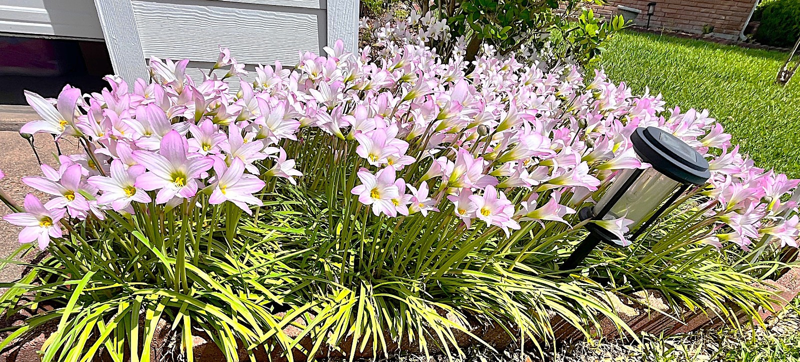 Rain Lily zephyranthes 10 purple drought, flood, freeze resistant ship w/root