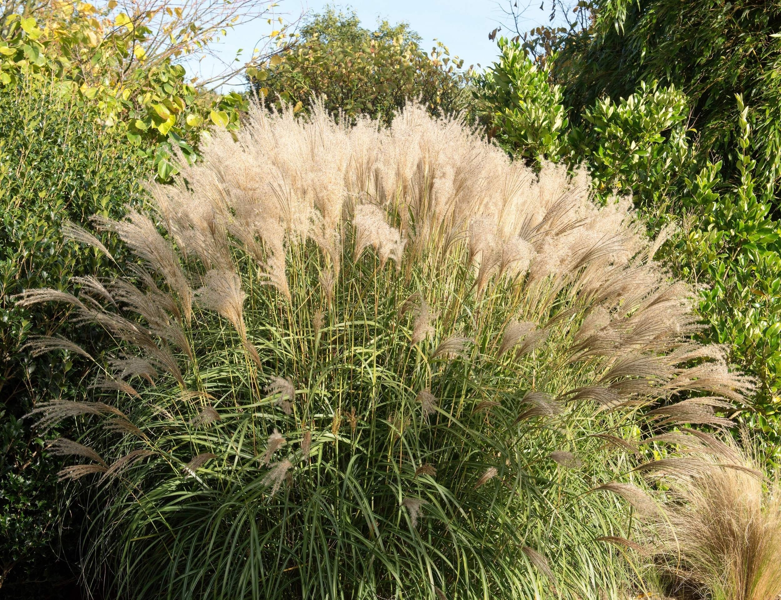 10 SILVER MAIDEN GRASS Miscanthus Sinensis Japanese Pampas Perennial Seeds