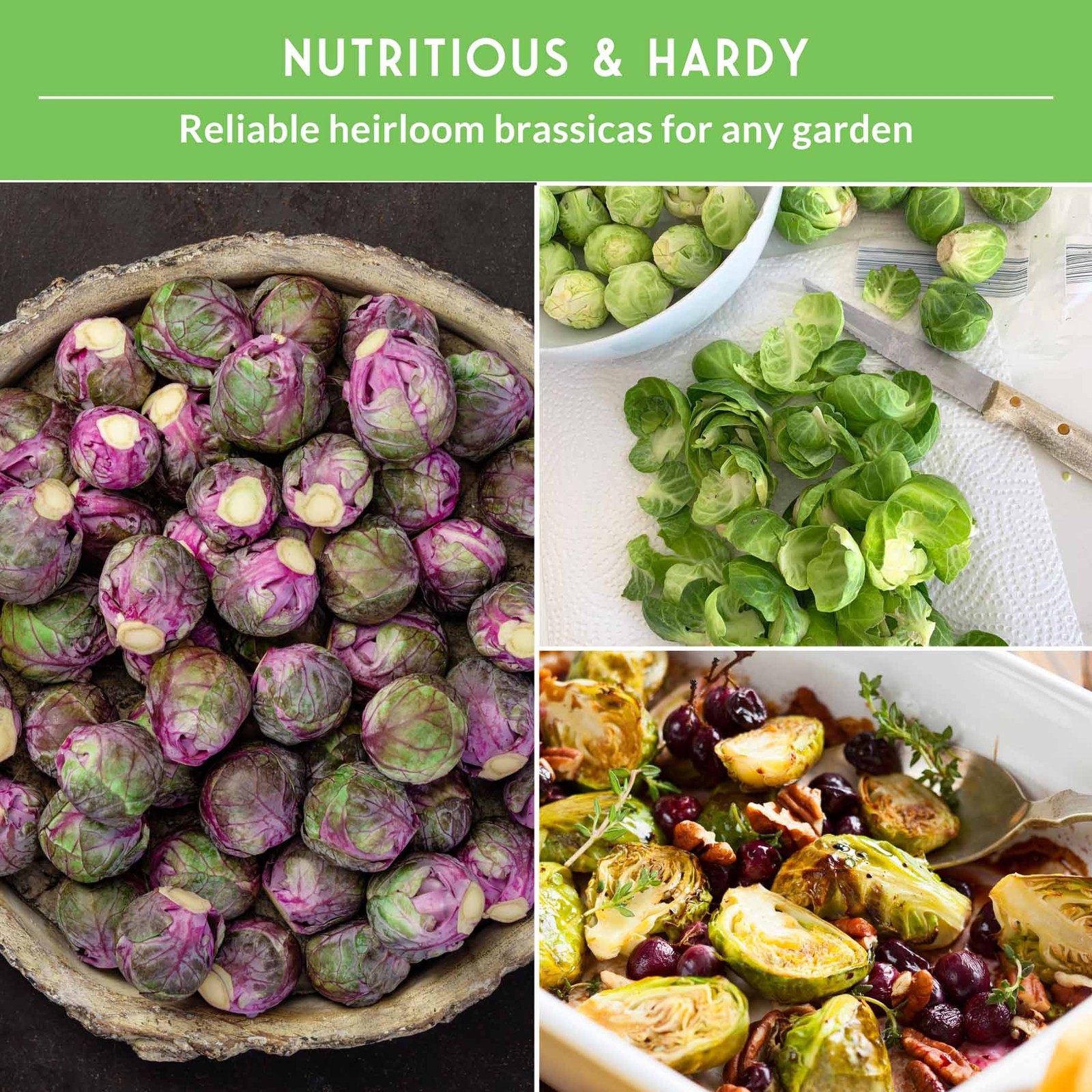 Brussels Sprouts Seed Collection – Red, Catskill & Long Island Improved