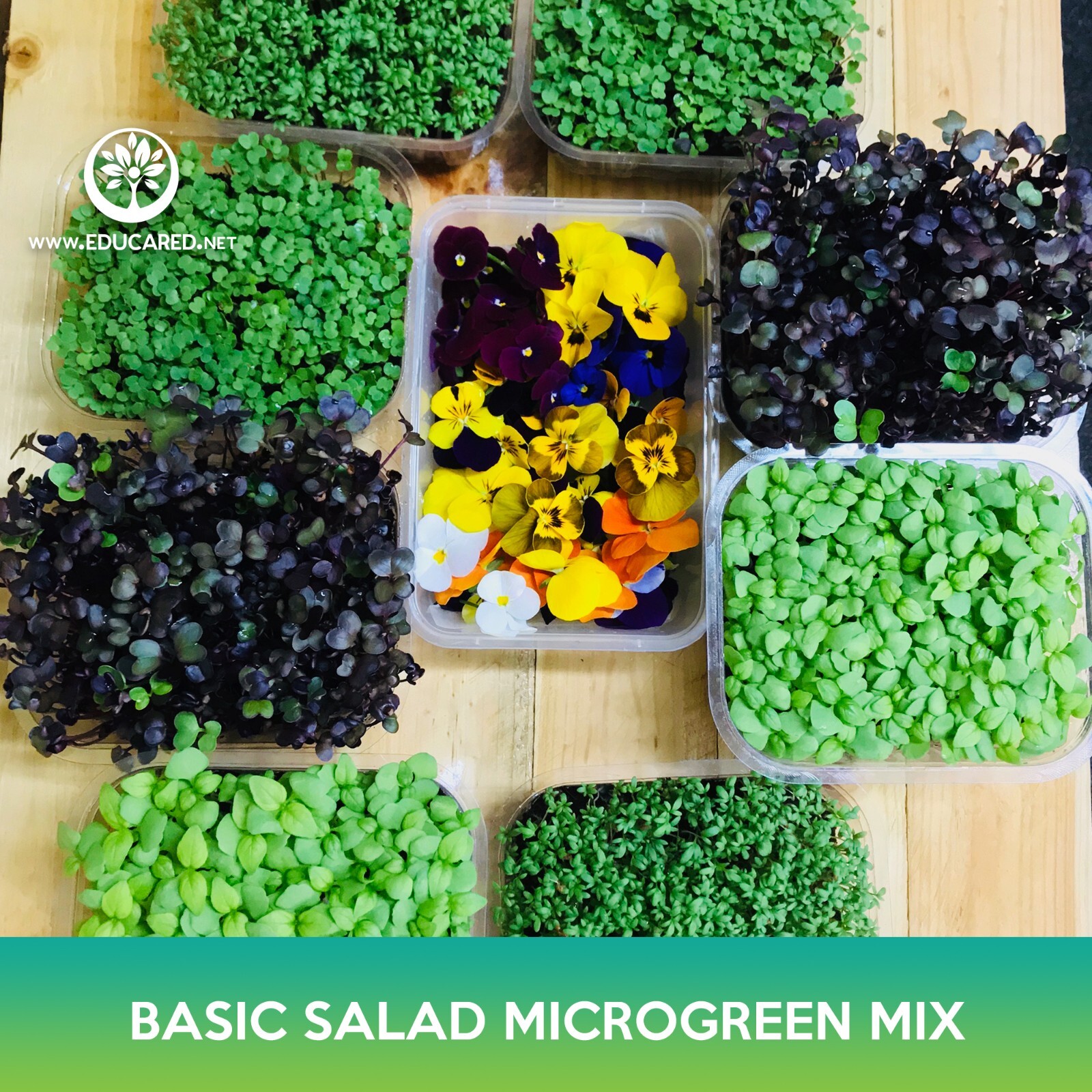 Basic Salad Microgreens Mix Seeds