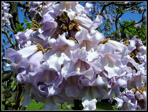 Paulownia Fortunei 200+ Seeds, Edible Flowering Princess Fodder Dragon Tree