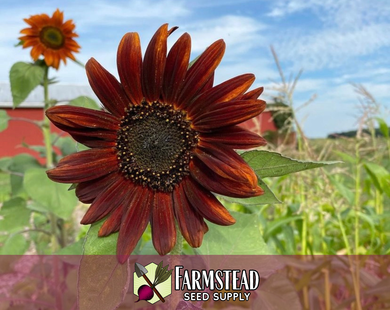 125+ Velvet Sunflower Seeds, Rare Flower Gardening Plant Seed Packet, Non-GMO