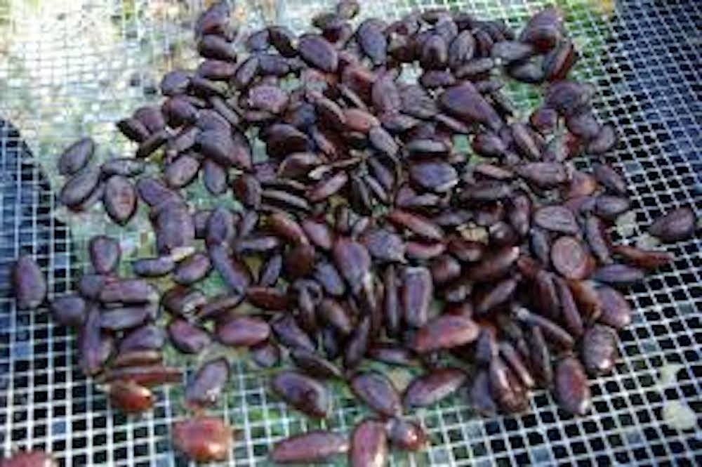 10 PawPaw Tree Seeds Asimina triloba Native American Fruit Tree Stratified