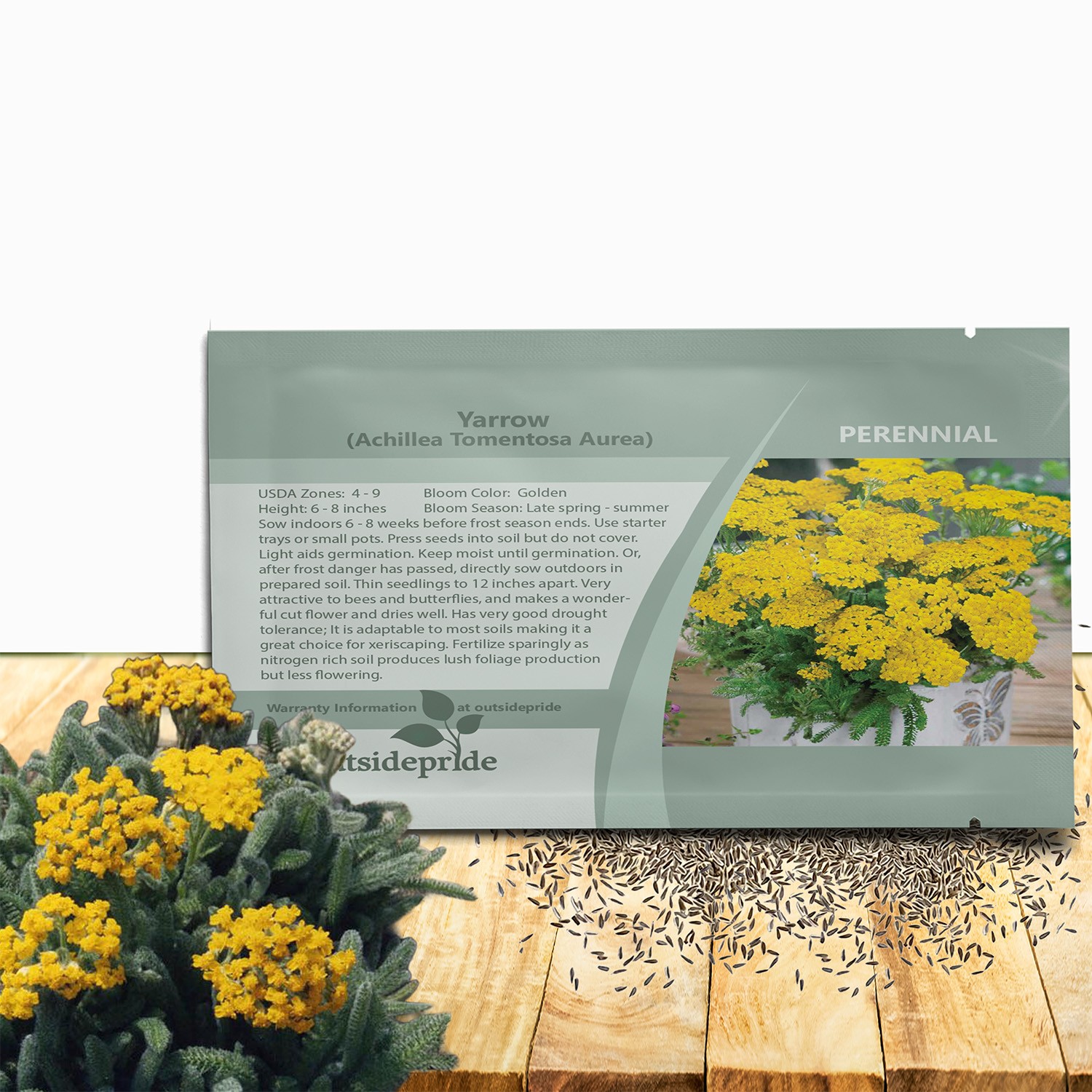 2000 Seeds Achillea Drought Tolerant Yarrow Seeds For Dwarf Ground Cover Plants