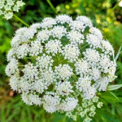 Bishop’s Flower Seeds – Ammi Majus – White Lace Queen – Heirloom Non-GMO
