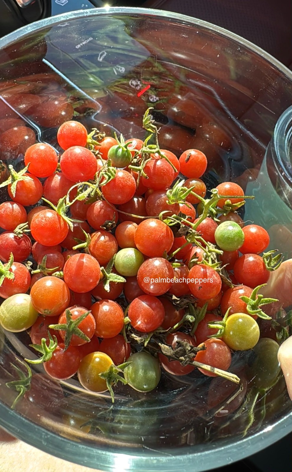 Seeds – Everglades Tomato – Organic, homegrown from Florida