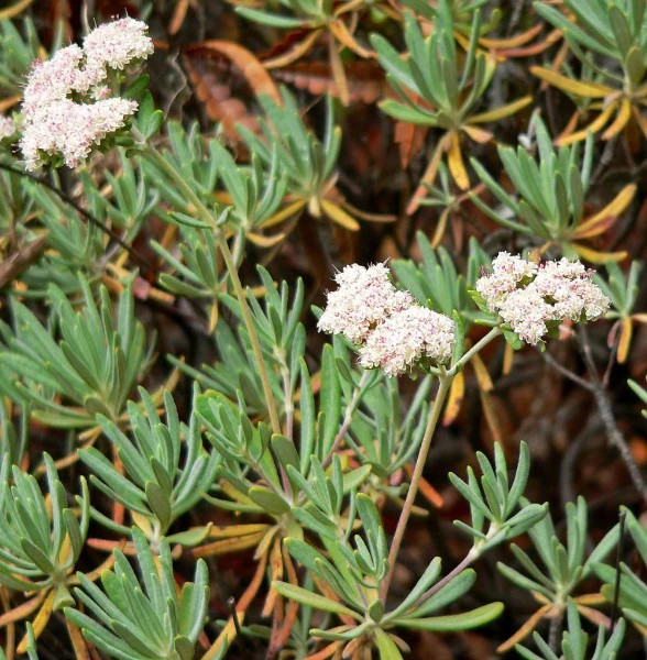 Eriogonum arborescens | Santa Cruz Island Buckwheat | 50 Seeds