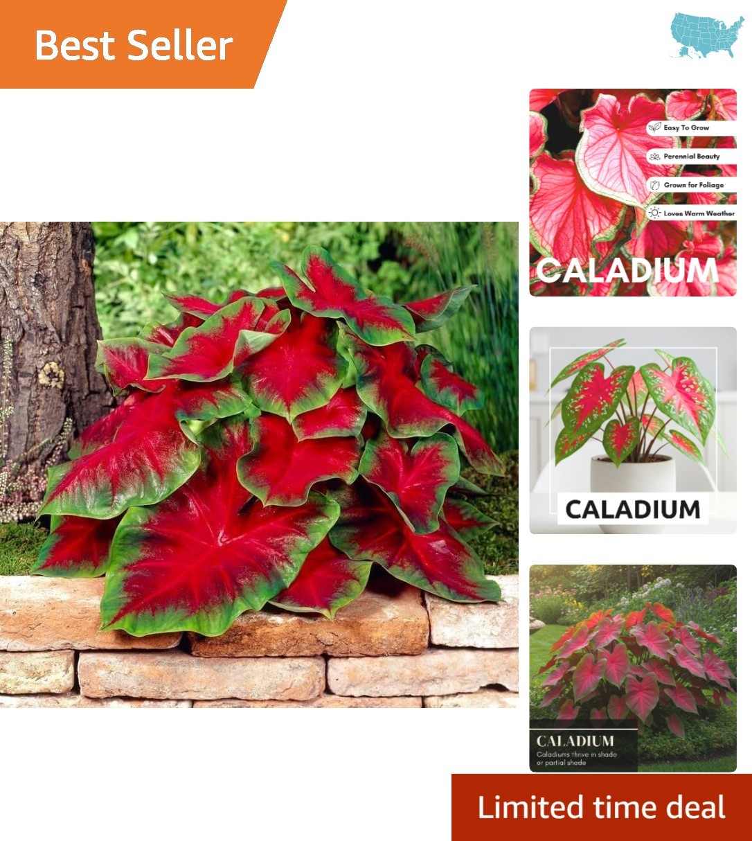 Florida Cardinal Caladium Bulbs – 10 Heirloom Bulbs with Heart-Shaped Leaves