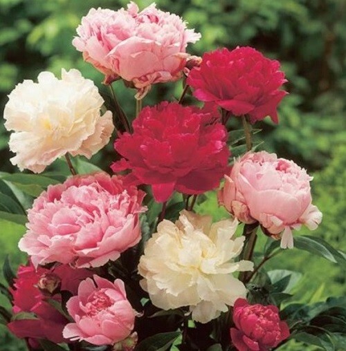 Peony Poppy Seeds Doubles Mixed Colors 10,000 Flower Seeds Reseller Starter Pack