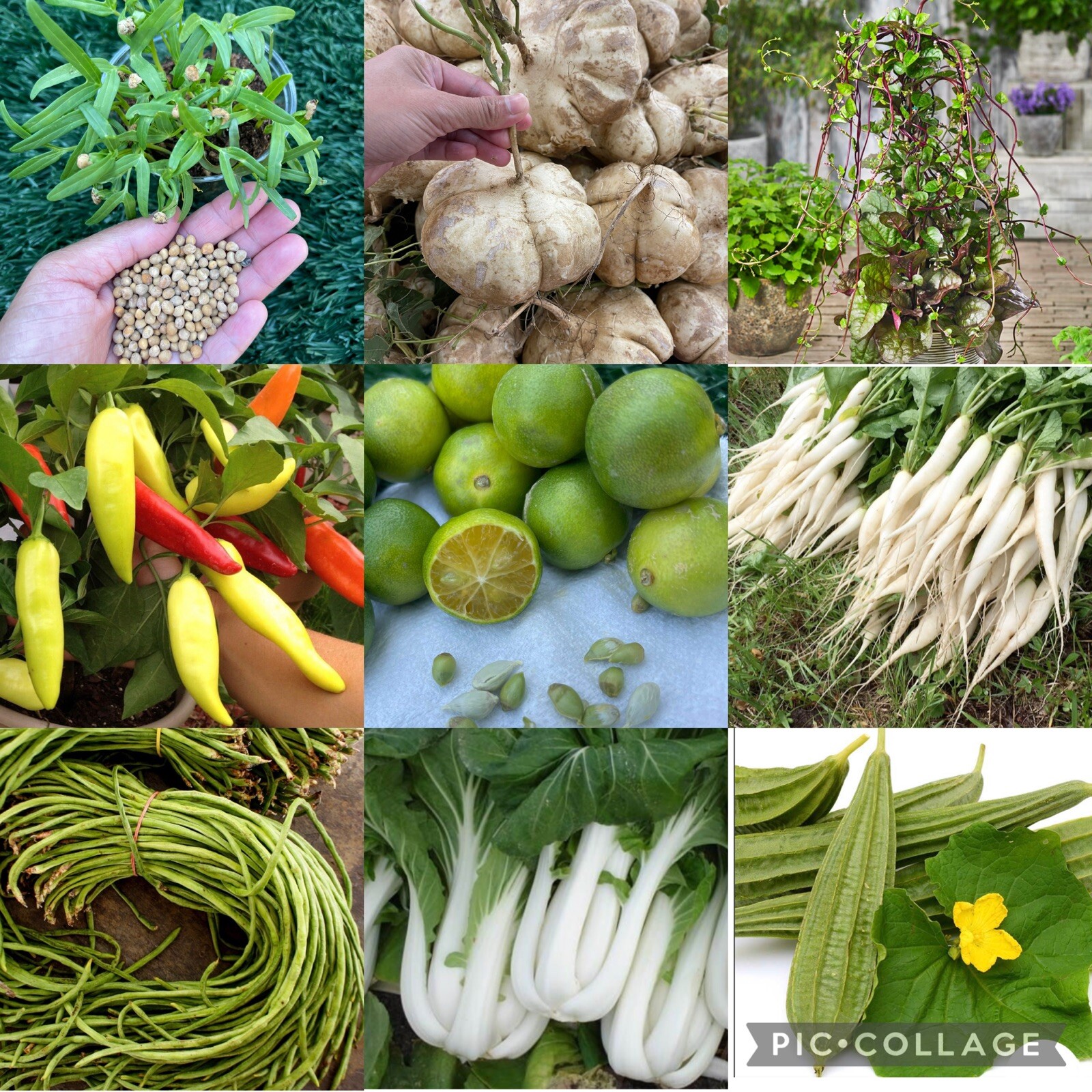 15 PACKETS of SEEDS | Asian – Filipino Vegetable Seeds | NON-GMO
