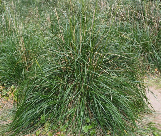 MAURITANIA VINE REED ROPE GRASS Ampelodesmos Mauritanicus – 50 Bulk Seeds