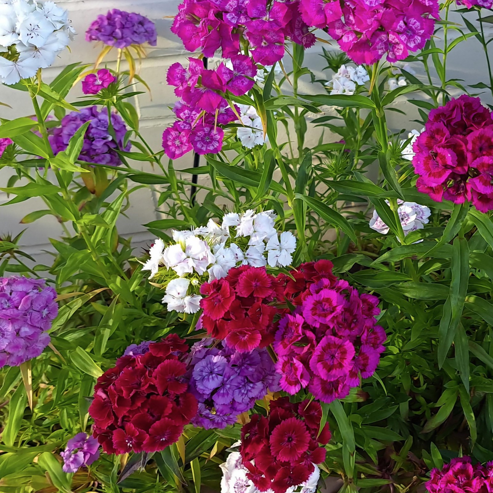 Sweet William Seeds for Planting Heirloom Dianthus Wildflower Mix for