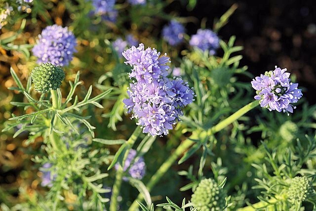 Gilia capitata | Globe Gilia | 50 Seeds