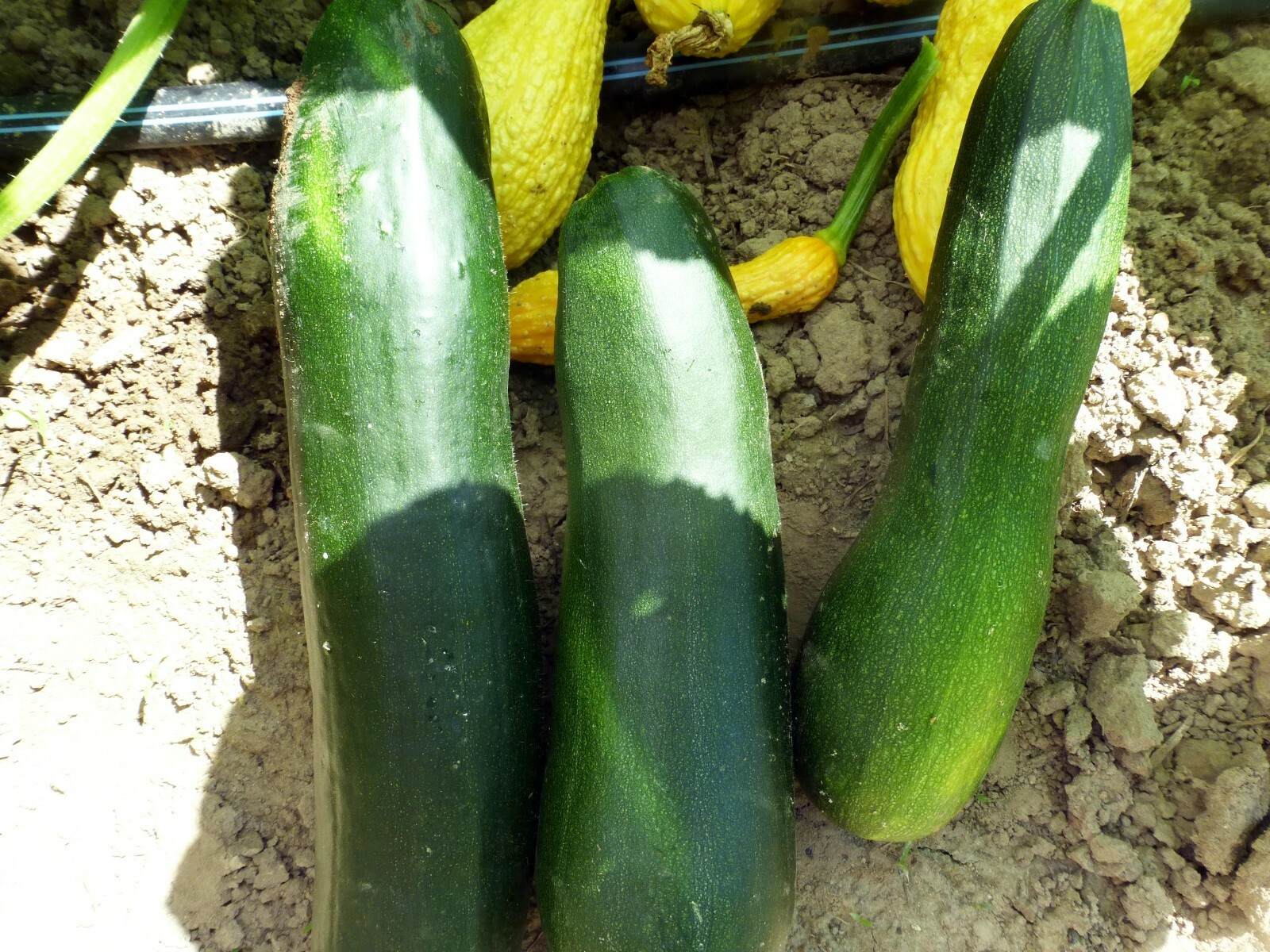 DARK GREEN ZUCCHINI SQUASH 25 SEEDS