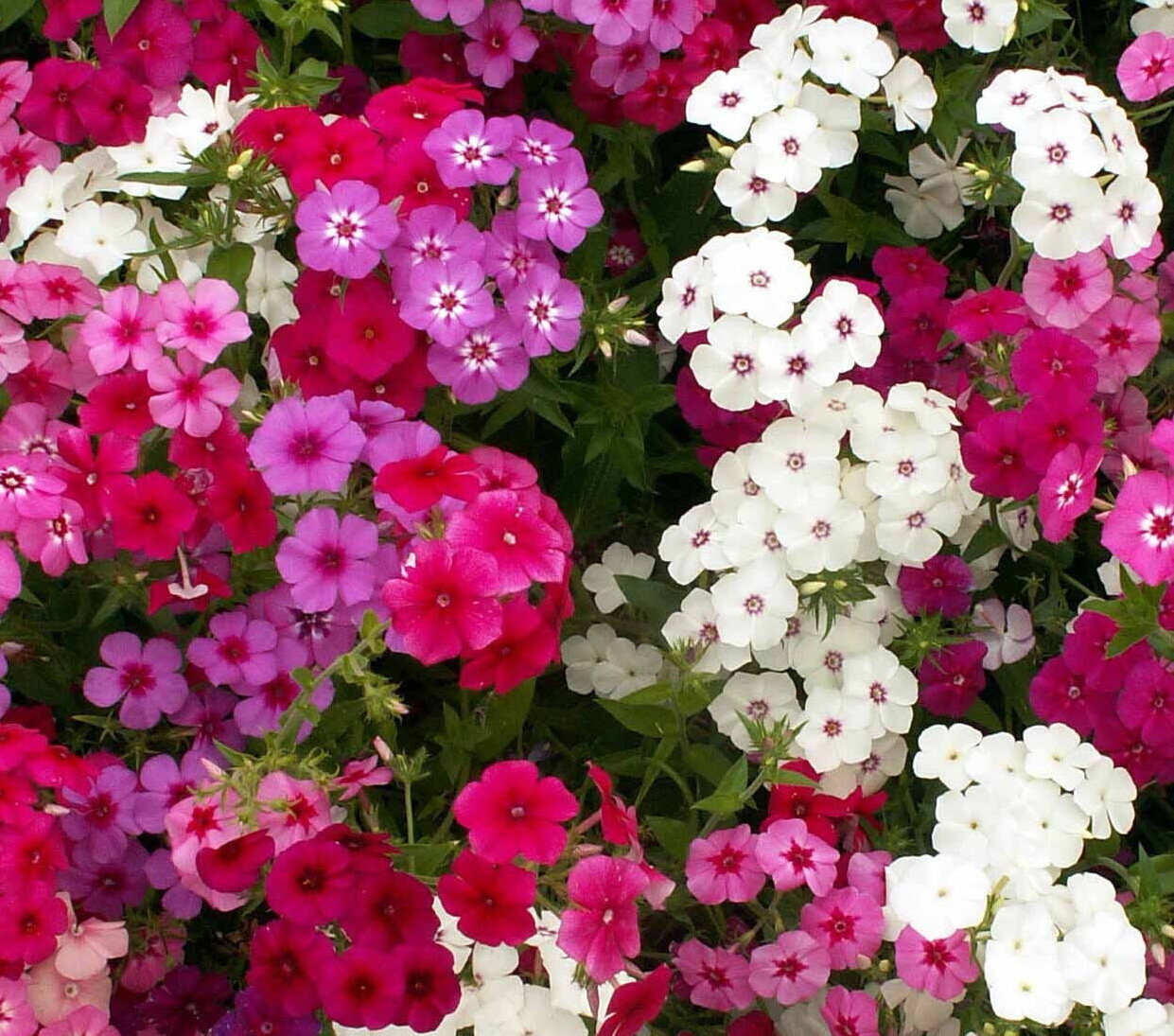 Drummond Phlox Flower Seeds, Mixed Colors, FREE SHIPPING