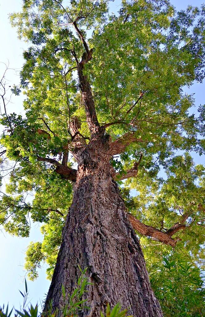 Northern Sweet Pecan Tree Seeds/Nuts (Carya illinoinensis) Hardy-Zone 5 Edible
