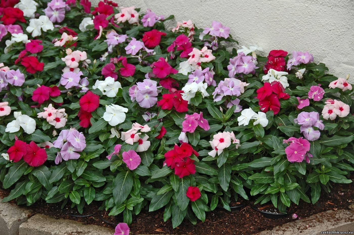 Seeds Periwinkle Vinca Rosea Mix Balcony Perennail Garden Pots Flowers for Pl…