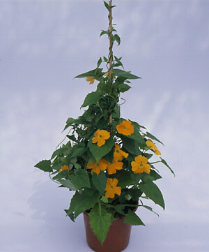 Thunbergia Susie Orange Clear 100 seeds