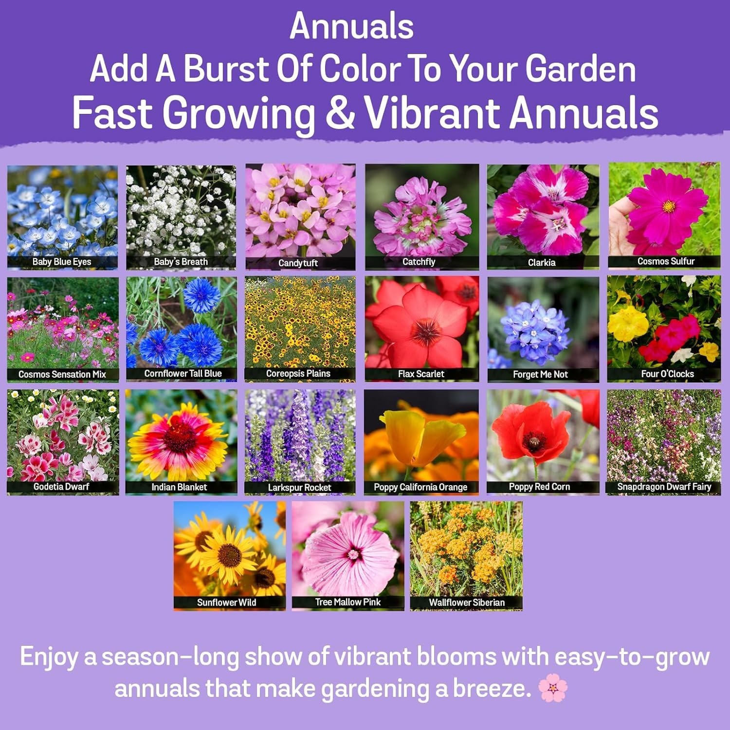 Wildflower Seeds Mix – 1/4 lb, 170,000 Seeds, 35 Variety Perennial & Annual F…