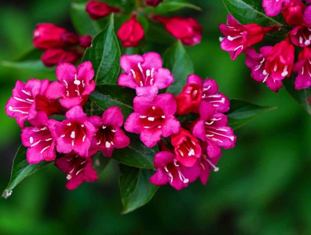 300 Weigela Seeds,Reblooming Shrub Rare Rose Variety Old Fashioned Rose Weigela
