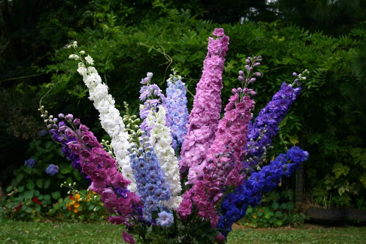 Seeds Flowers Rocket Larkspur Delphinium Giant Imperial Mix Annual – 70 Seeds