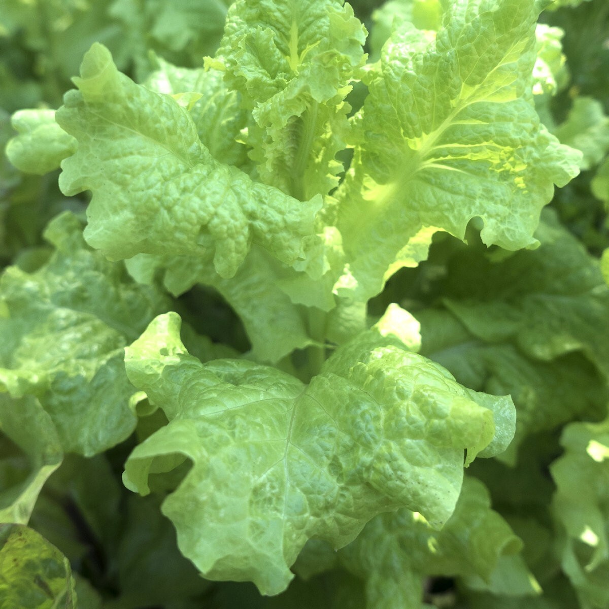 1/4 Lb Black Seeded Simpson Leaf Lettuce Seeds – Everwilde Farms Mylar Packet