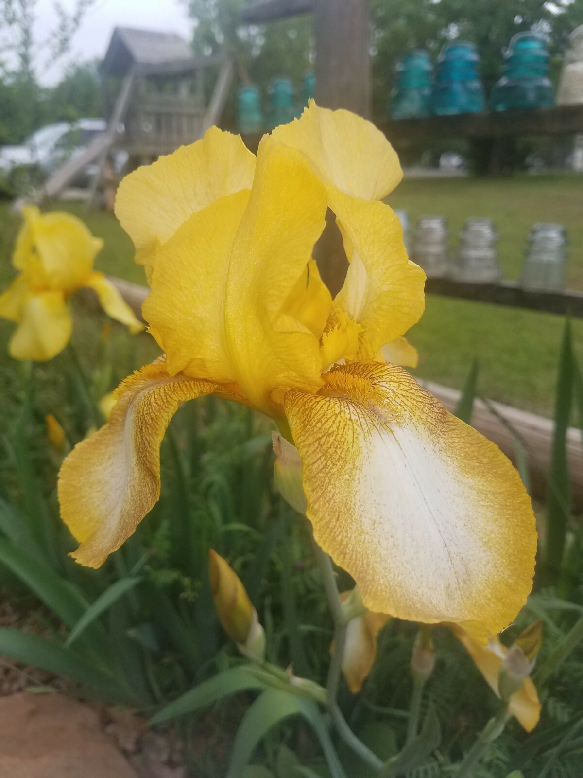 10x MIXED VARIETIES/COLORS IRIS BULBS RHIZOMES (Will BE TALL) Fresh