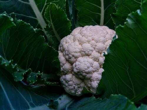 Snowball Improved Cauliflower 100+ Seeds | Non-GMO | Heirloom |