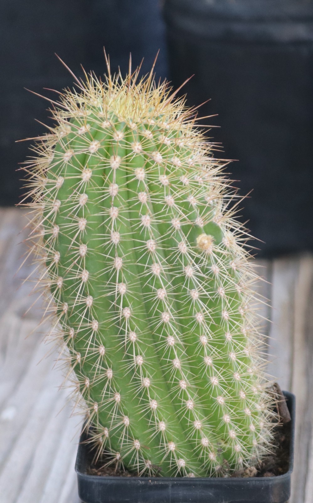 Tricho hybrid ‘Chris’