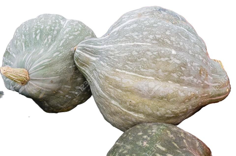 Blue Hubbard Winter Squash Seeds, USDA Organic, FREE SHIPPING