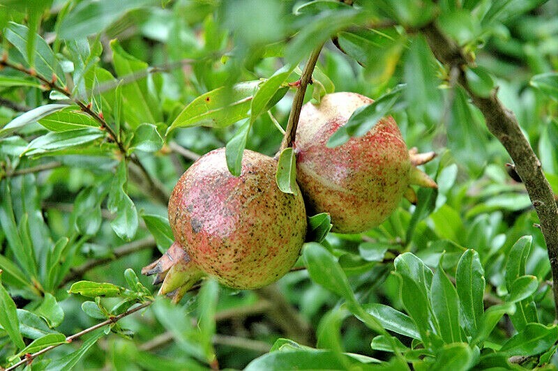 20 STATE FAIR POMEGRANATE SEEDS – Punica granatum ‘State Fair’