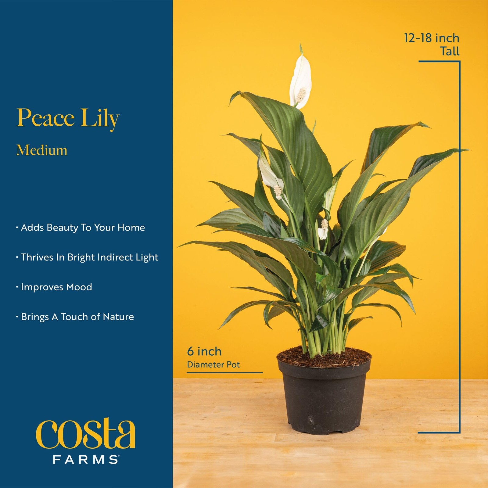 Costa Farms Peace Lily Live Plant in 1 Foot Tall, Indoor Garden Pot