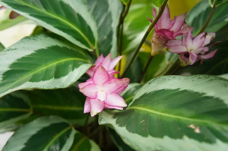 25+ Brazilian Star Calathea Seeds for Garden Planting – USA – FREE SHIPPING!
