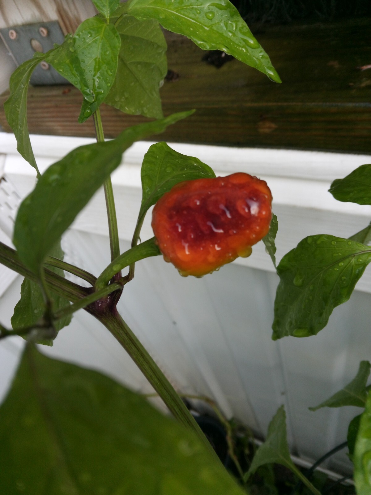 Purple Side Kick Pepper Seeds (Sweet&Spicy)