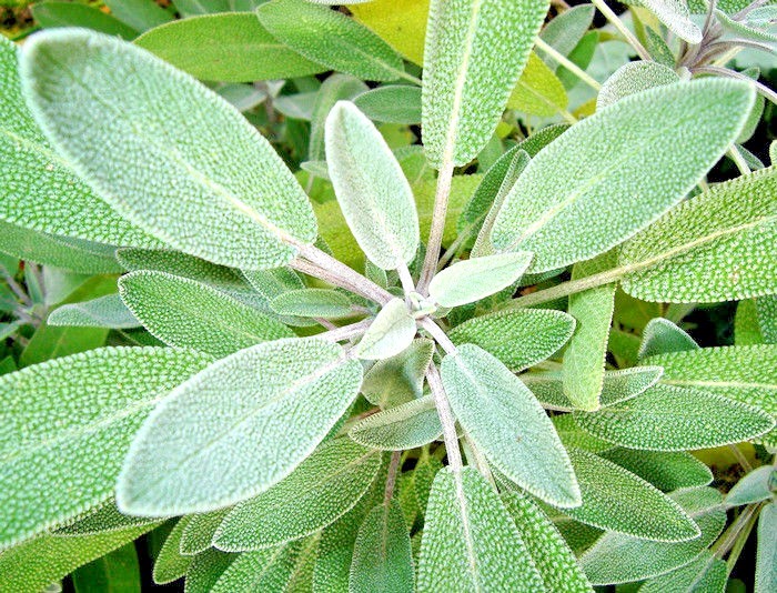 201+CULINARY Broadleaf SAGE Seeds Organic Native Herb Garden Container Flowering