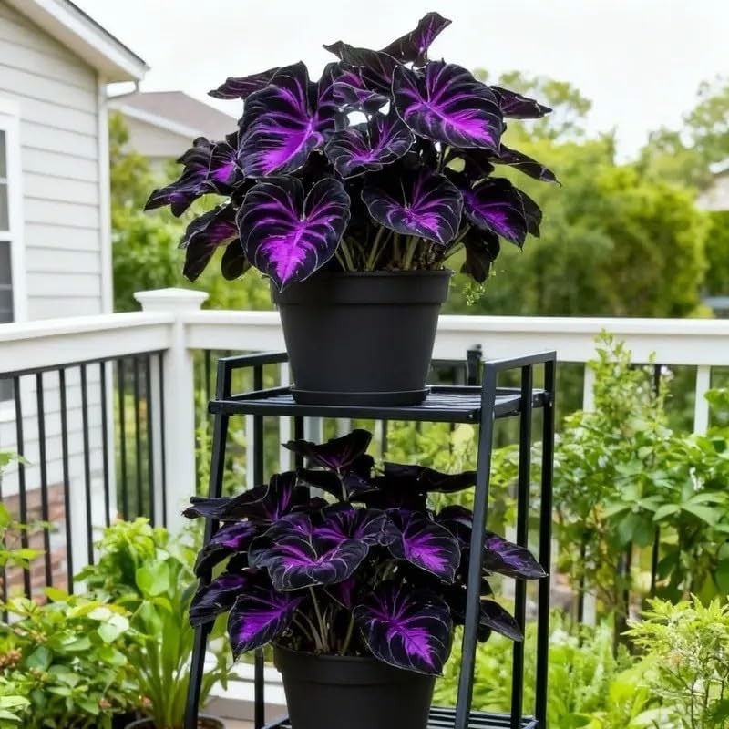 308 Hosta Seeds for Planting Rare Perennial Shade Plants Heart Shaped Foliage