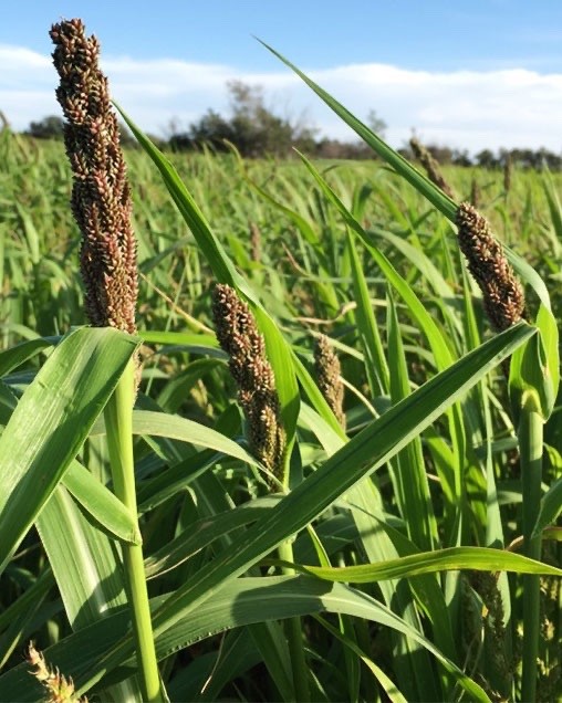 Japanese Millet seed for planting – Duck food habitat hunting 10 lbs 1/2 Acre