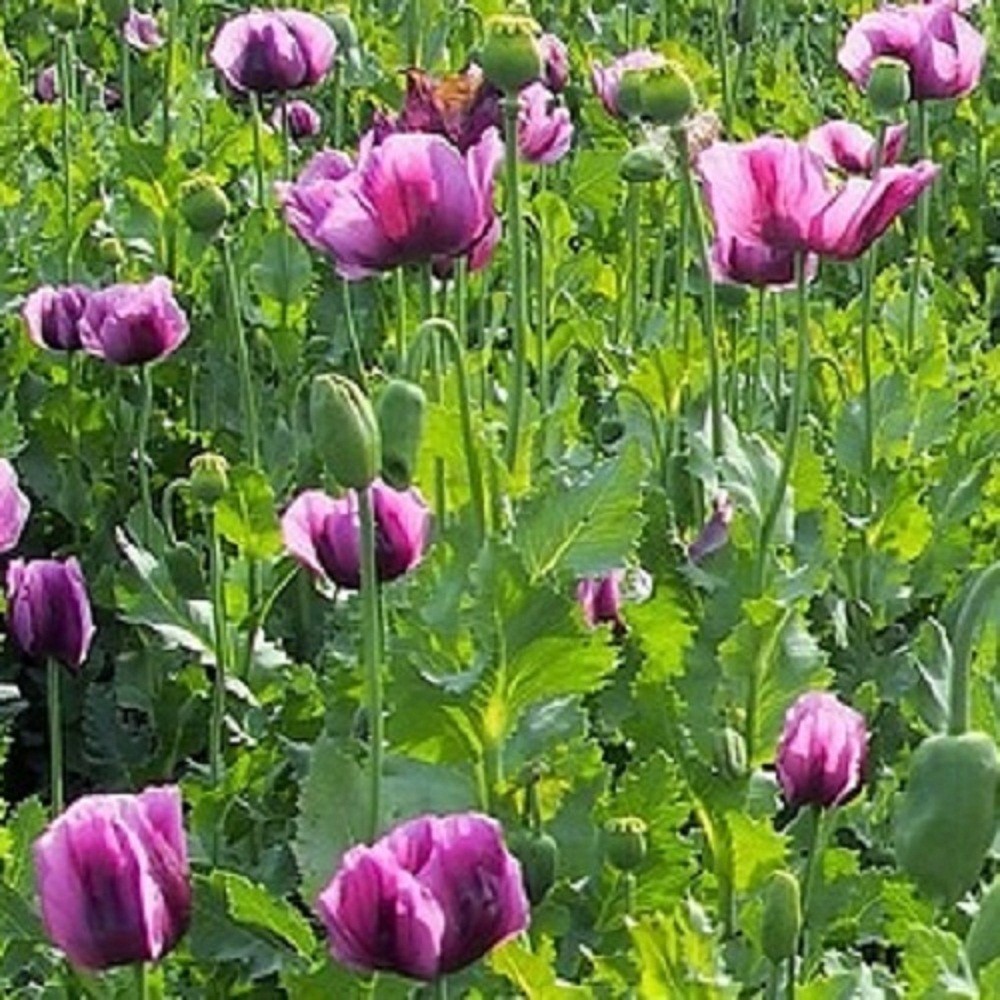 20,000 Hungarian Stratified Papaever Somniferum Poppy Seeds For Planting Organic