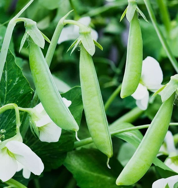 Sugar Ann Snap Pea Seeds – NON-GMO / Heirloom