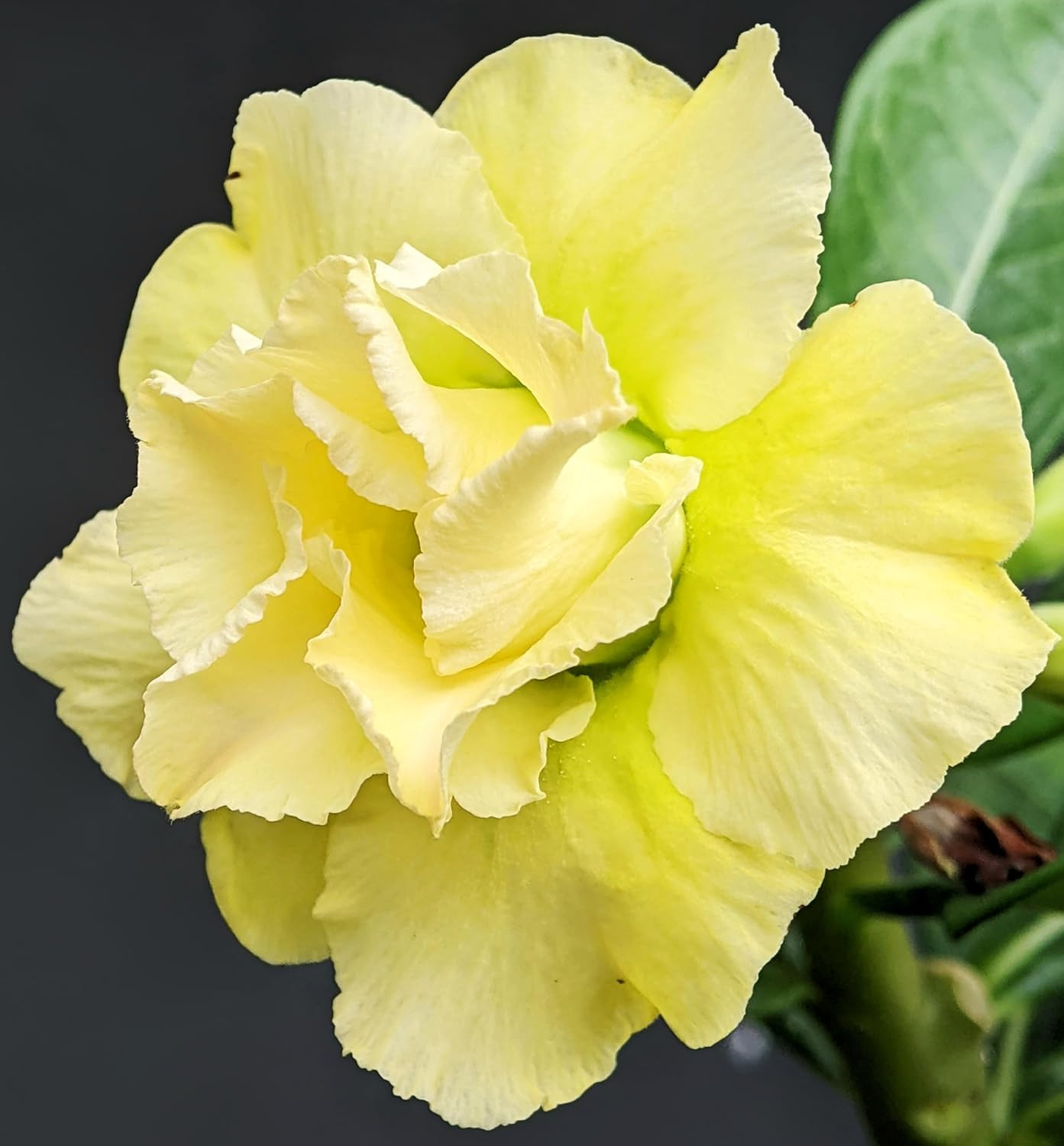 100 Desert Rose Seeds for Planting Mixed Color Ready to Grow Adenium Obesum S…