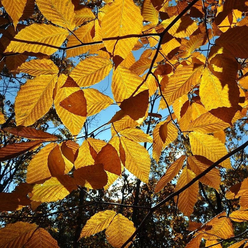 5 American Beech Tree Seeds (Fagus grandifolia) Hardy Zones 3-9 Fresh Nov. 25