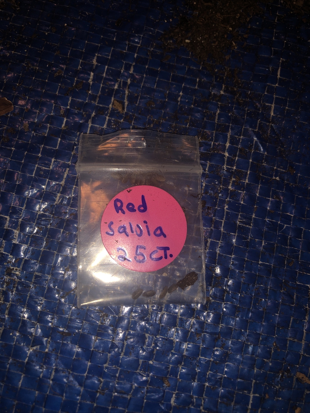 Red Sálvia Seeds 25 Ct