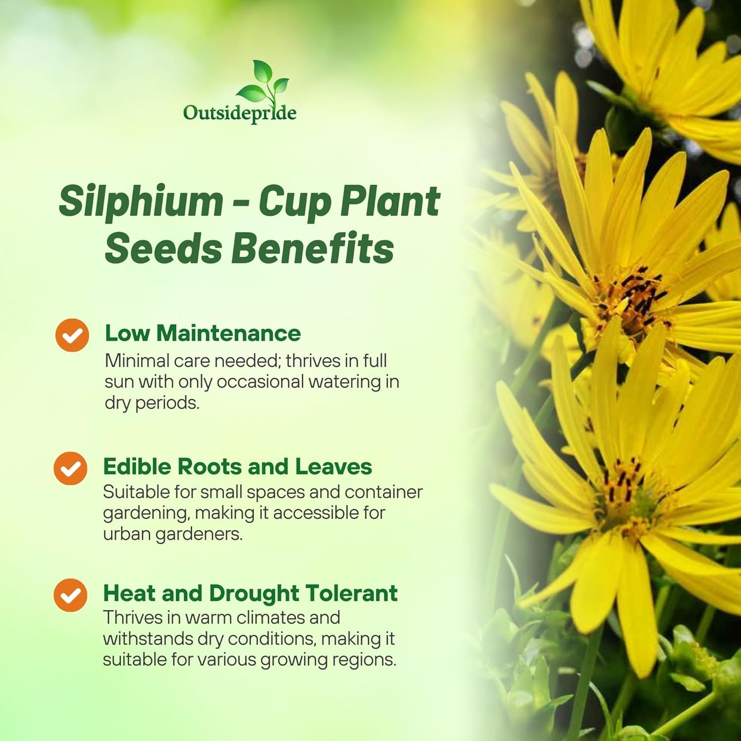 SEEDS: CUP FLOWER