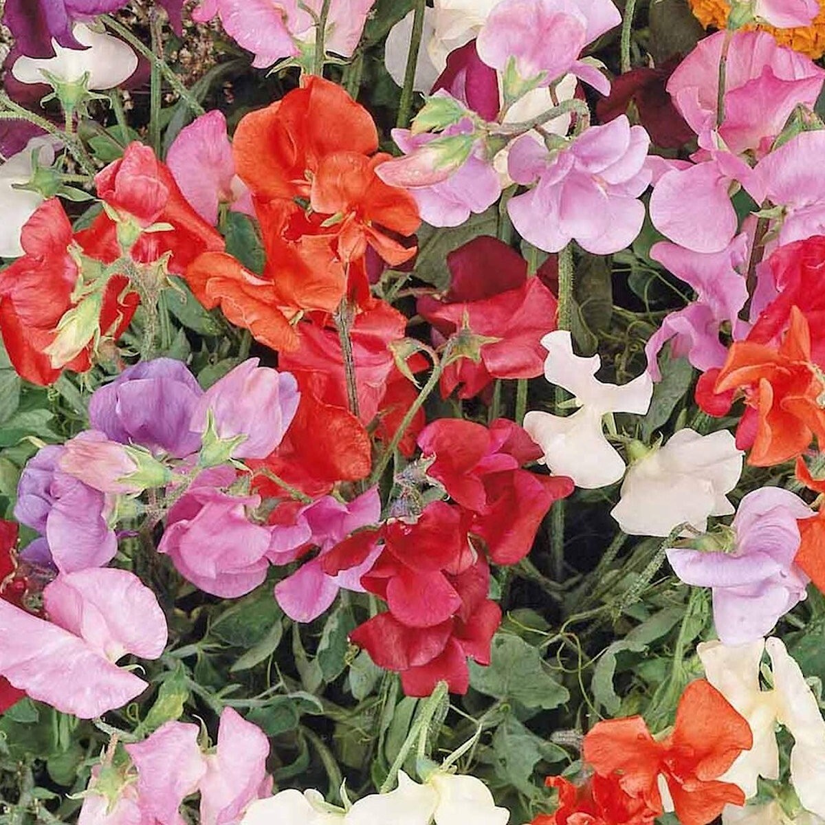 1 Oz Knee High Mixed Sweet Pea Wildflower Seeds – Everwilde Farms Mylar Packet