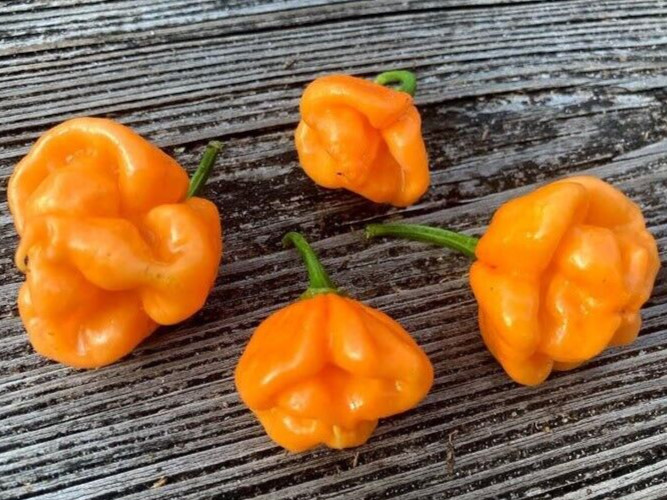 20 Newly Harvested Super-Hot Orange Scotch Bonnet Premium Pepper Seeds-A 47